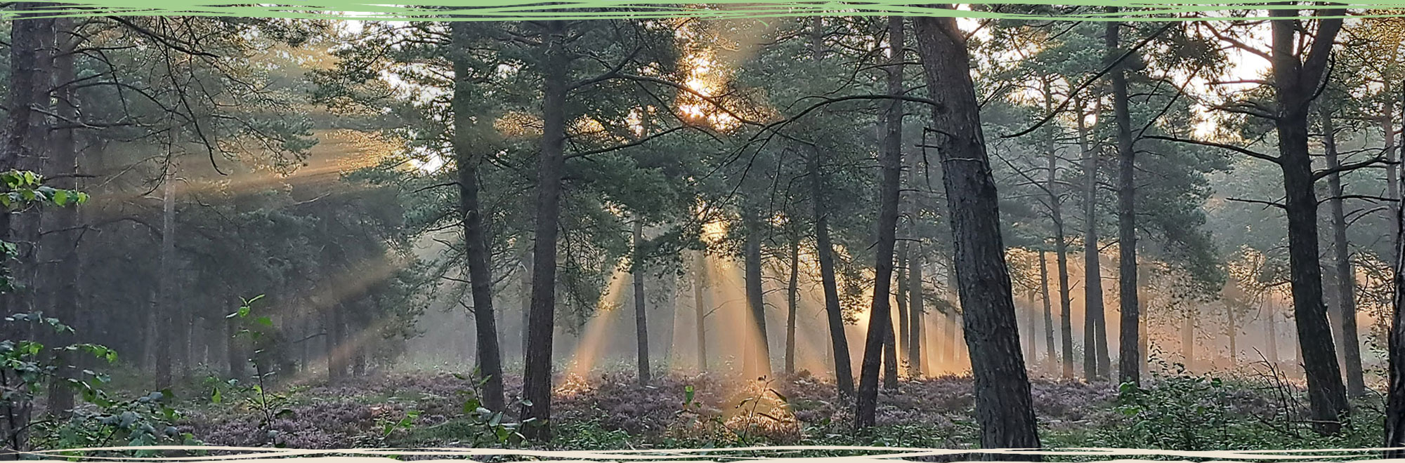 Kalmerende foto van een bos met zonnestralen die door de bomen heen schijnen