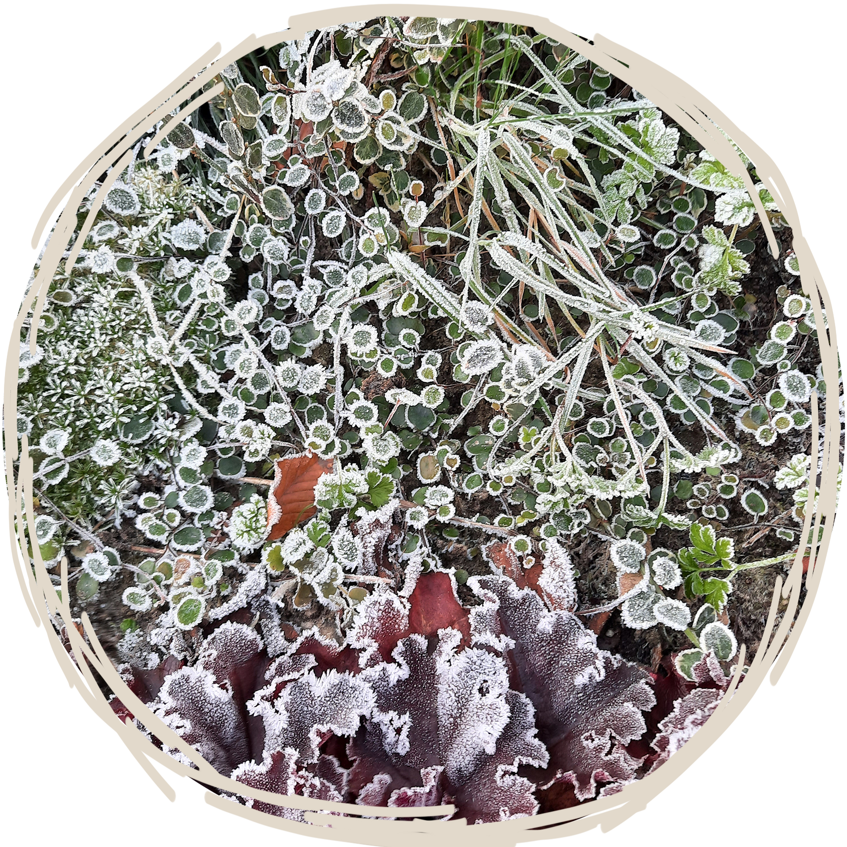 Ronde foto met bevroren bladeren